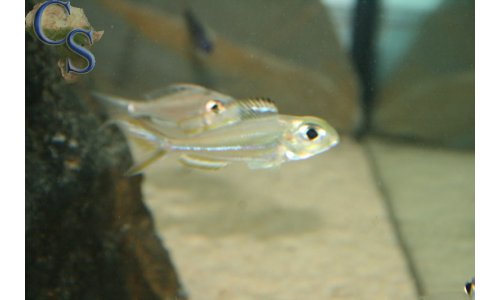 Xenotilapia ornatipinnis burundi